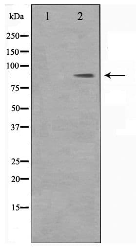 Polyclonal Rabbit anti-Human BARD1 Antibody (WB)