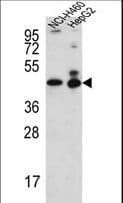 IHC-plus™ BAF53B / ACTL6B Antibody (aa42-70)