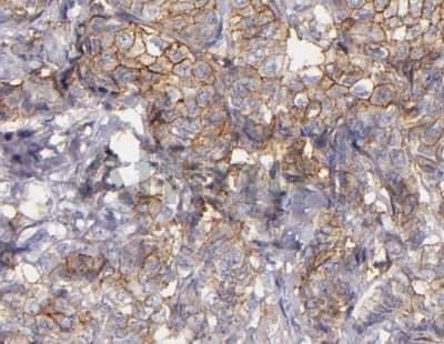 CD9 Antibody