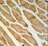 ISLR Antibody (aa333-362)