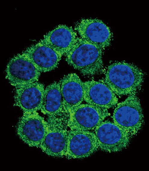 Polyclonal Rabbit anti-Human ERG-1 / CUZD1 Antibody (aa579-607, IHC, IF, WB)