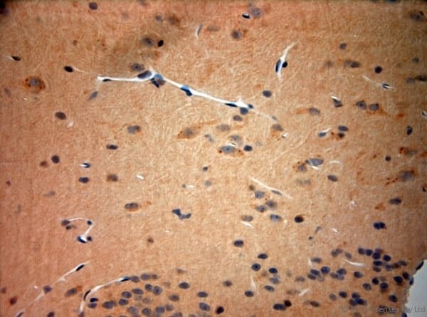 TAAR1 / TA1 Antibody (aa200-250)