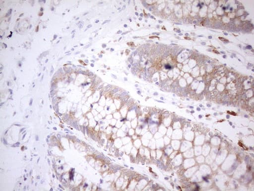 GRN / Granulin Antibody (aa327-593, clone OTI3H6, Carrier-free)