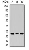 MASP1 / MASP Antibody (Internal)