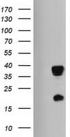 HES1 / HES-1 Antibody (clone OTI2D2)