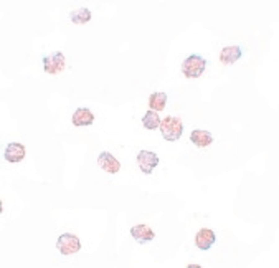 SOX2 Antibody