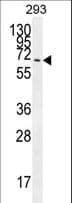 CCDC37 Antibody (aa16-45)