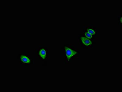 C16orf62 Antibody