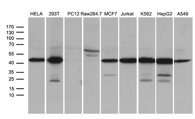 STX18 / Syntaxin 18 Antibody (aa1-285, clone OTI3A4)