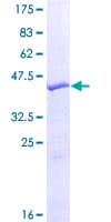 Human SPANXB2 Protein (Recombinant GST)