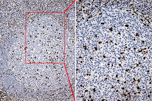 SLU7 / 9G8 Antibody (aa1-300, clone OTI6B1)