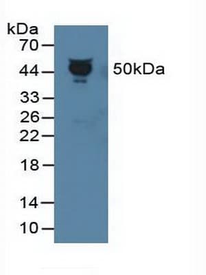 SERPINF1 / PEDF Antibody (aa21-415, PE)