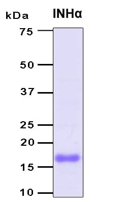 Human INHA / Inhibin Alpha Protein (Recombinant 6His, N-terminus)