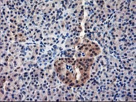ALS2CR1 / NIF3L1 Antibody (clone OTI5A7, Carrier-free)