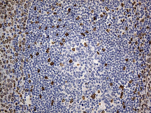 SLU7 / 9G8 Antibody (aa1-300, clone OTI5A7, Carrier-free)