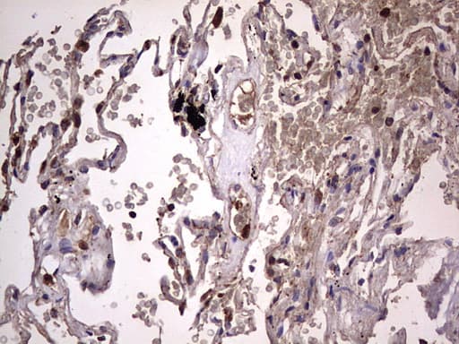DOCK8 Antibody (aa832-1160, clone OTI4H10)