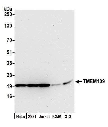 TMEM109 Antibody (aa25-75)