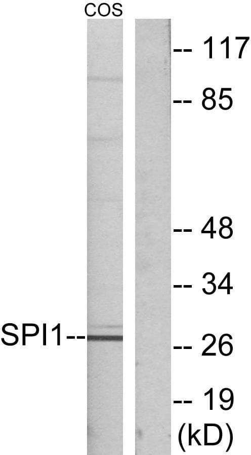 SPI1 / PU.1 Antibody