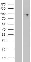 PCDHGA6 Protein (Over-Expression Lysate Myc-DDK (Flag))