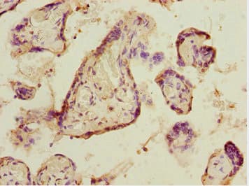 Polyclonal Rabbit anti-Human ELF2 / NERF Antibody (IHC, WB)