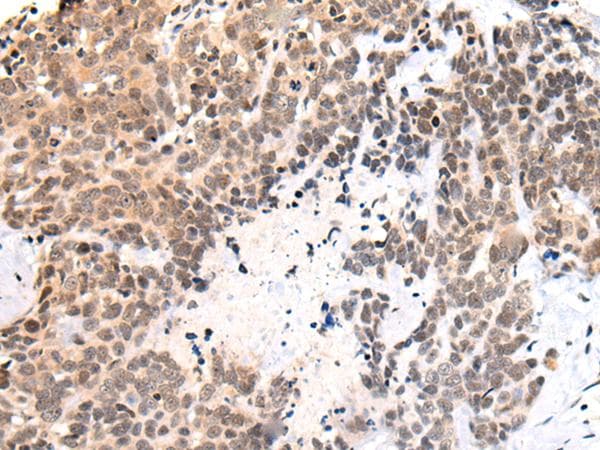 C14orf169 / NO66 Antibody