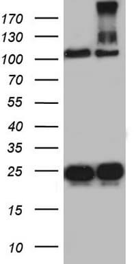 DOCK8 Antibody (aa832-1160, clone OTI4H10)