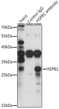 Polyclonal Rabbit anti-Human HSPB1 / HSP27 Antibody (IHC, IF, WB)