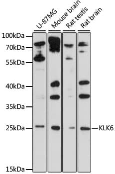 KLK6 / Kallikrein 6 Antibody