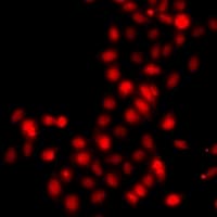 Polyclonal Rabbit anti-Human HIST3H3 Antibody (IHC, IF, WB)