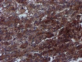 Complement C1s Antibody (clone OTI5F2)