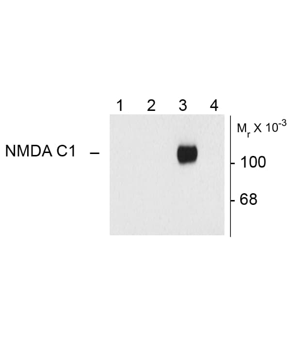 GRIN1 / NMDAR1 Antibody (C1 Variant)