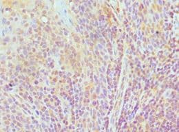 TCEB3 / Elongin A Antibody (aa679-798)