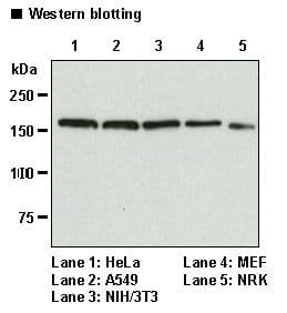 EEA1 Antibody (clone 3C10)