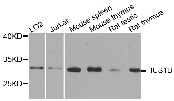 HUS1B Antibody