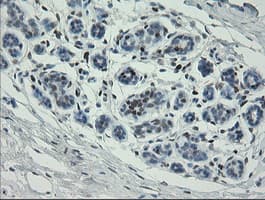 Monoclonal Mouse anti-Human MAFB Antibody (clone OTI2A6, IHC, WB)