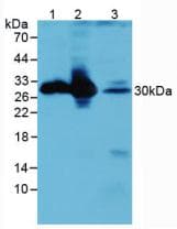 PathPlus™ CALB1 / Calbindin Antibody (aa3-261)