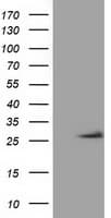 OTUB2 Antibody (clone OTI2B2)