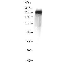 F5 / Factor Va Antibody