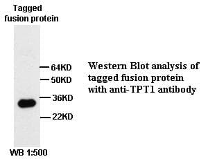 TPT1 / TCTP Antibody