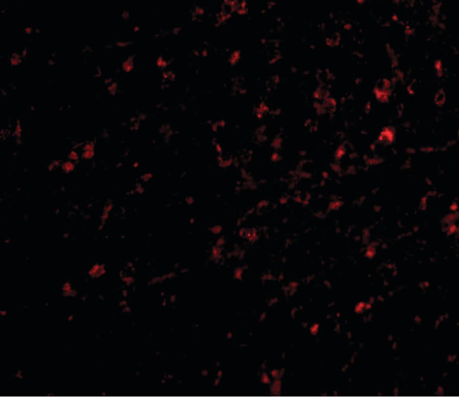 Polyclonal Rabbit anti-Human NIPSNAP1 Antibody (IHC, IF, WB)