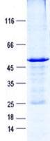 Human PRRG4 Protein (Recombinant GST, N-terminus + His, C-terminus)