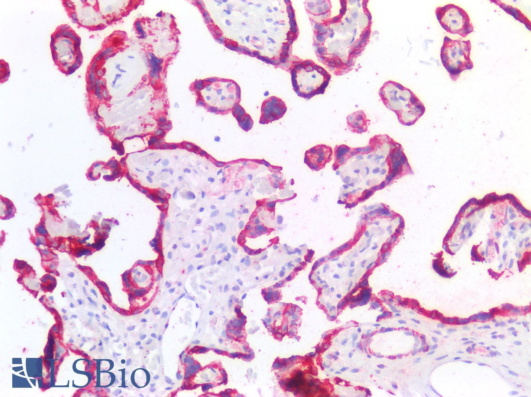 PathPlus™ Polyclonal Rabbit anti-Human HSD3B7 Antibody (aa108-157, IHC, WB)
