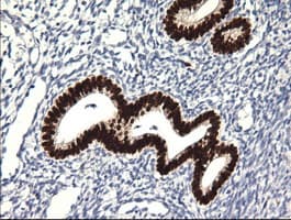 SOX17 Antibody (clone OTI2B6)
