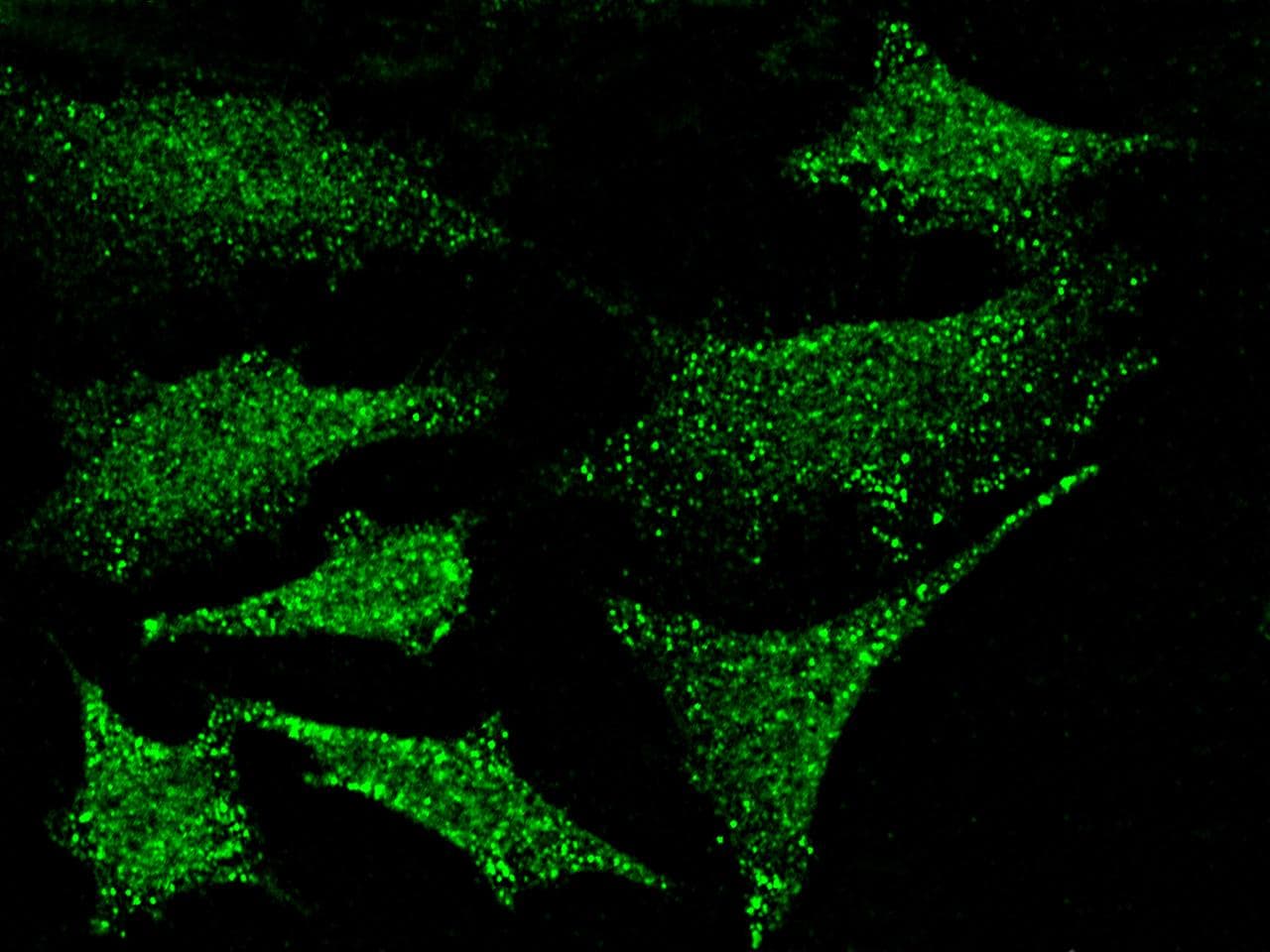 Polyclonal Rabbit anti-Human PKN1 Antibody (Preservative Free, IF, WB)