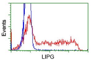 Monoclonal Mouse anti-Human LIPG / Endothelial Lipase Antibody (clone OTI4C10, IHC, WB)