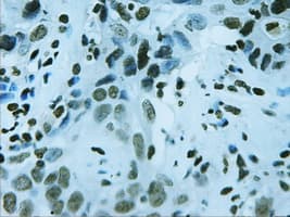 FOXA2 Antibody (clone OTI3C10)