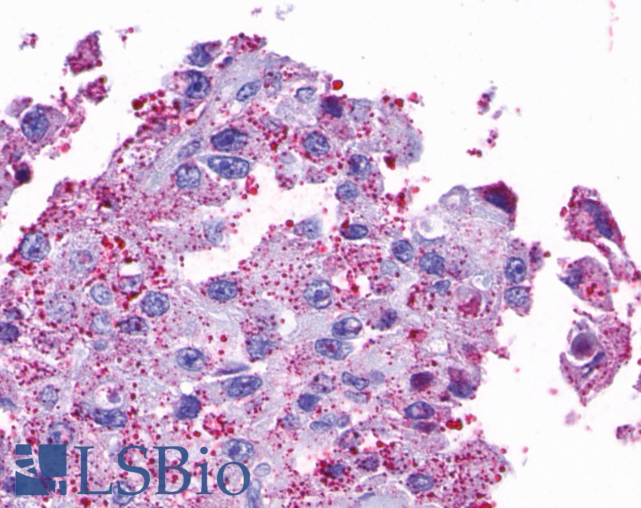 PathPlus™ Polyclonal Rabbit anti-Human OPN5 / Neuropsin Antibody (Transmembrane Domain, IHC)