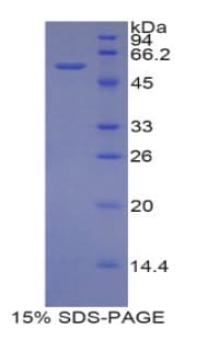 Mouse ERG-1 / CUZD1 Protein (Recombinant His-GST)