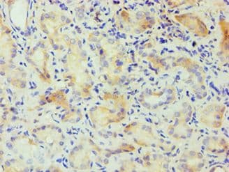 CSNK1A1L Antibody (aa1-337)