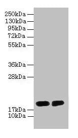 IHC-plus™ Polyclonal Rabbit anti-Human DAOA Antibody (IHC, WB)